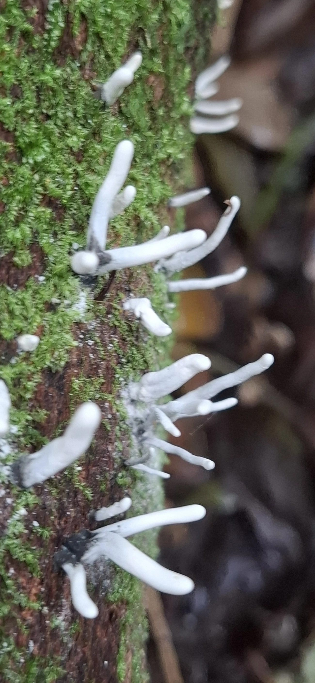 Xylaria, fungos, fotografado em Maresias, São Sebastião
