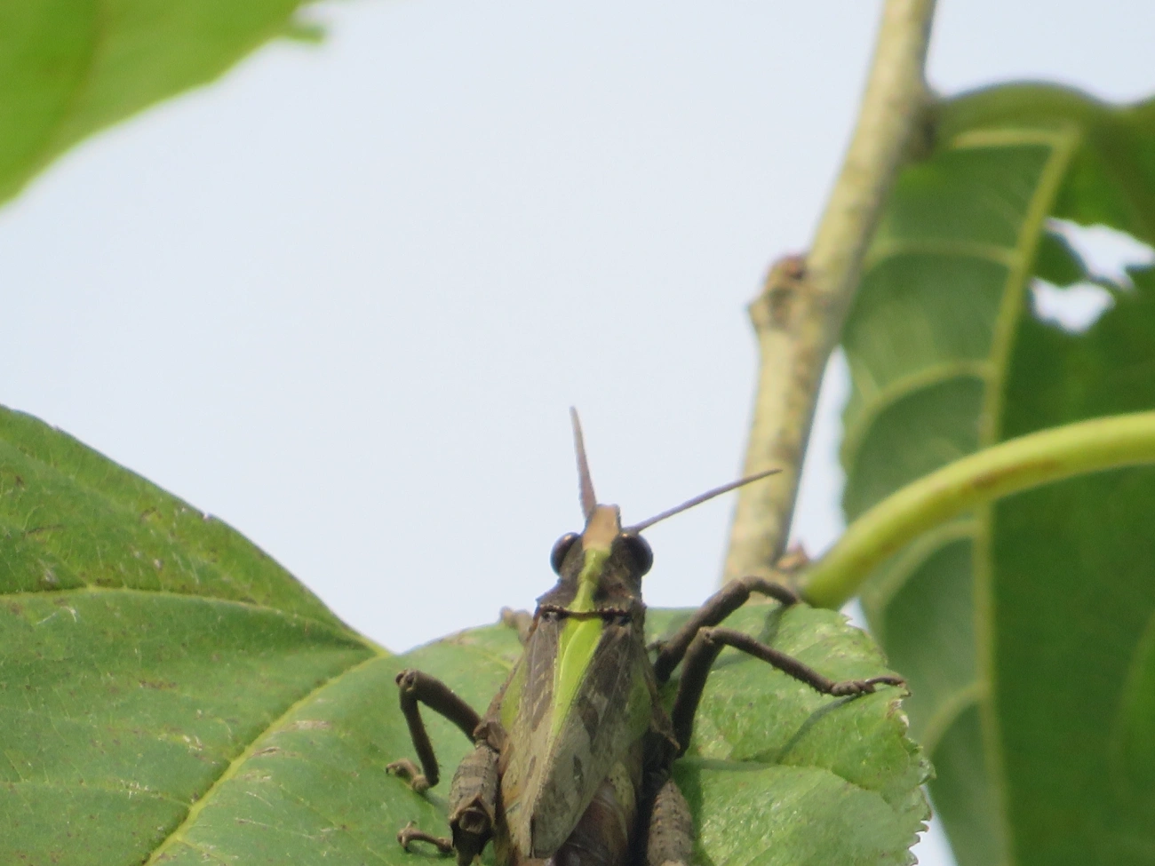 Procolpia, insetos, fotografado em Maresias, São Sebastião