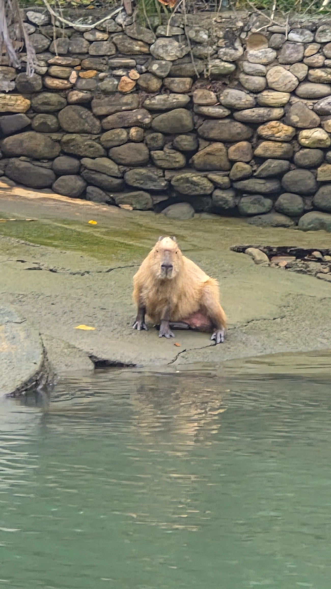 Capivara (Hydrochoerus hydrochaeris), mamíferos, fotografado em Boiçucanga, São Sebastião