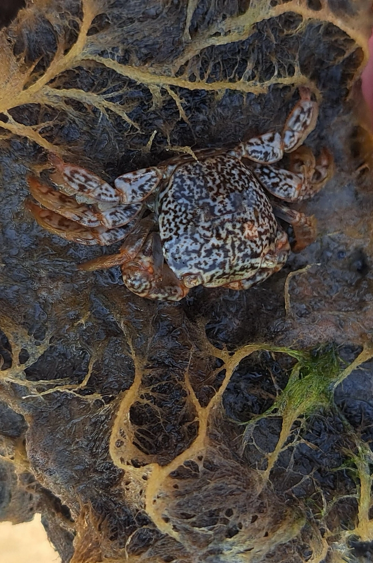 Caranguejo-saltador-mimico (Planes minutus), crustáceos, fotografado em Maresias, São Sebastião