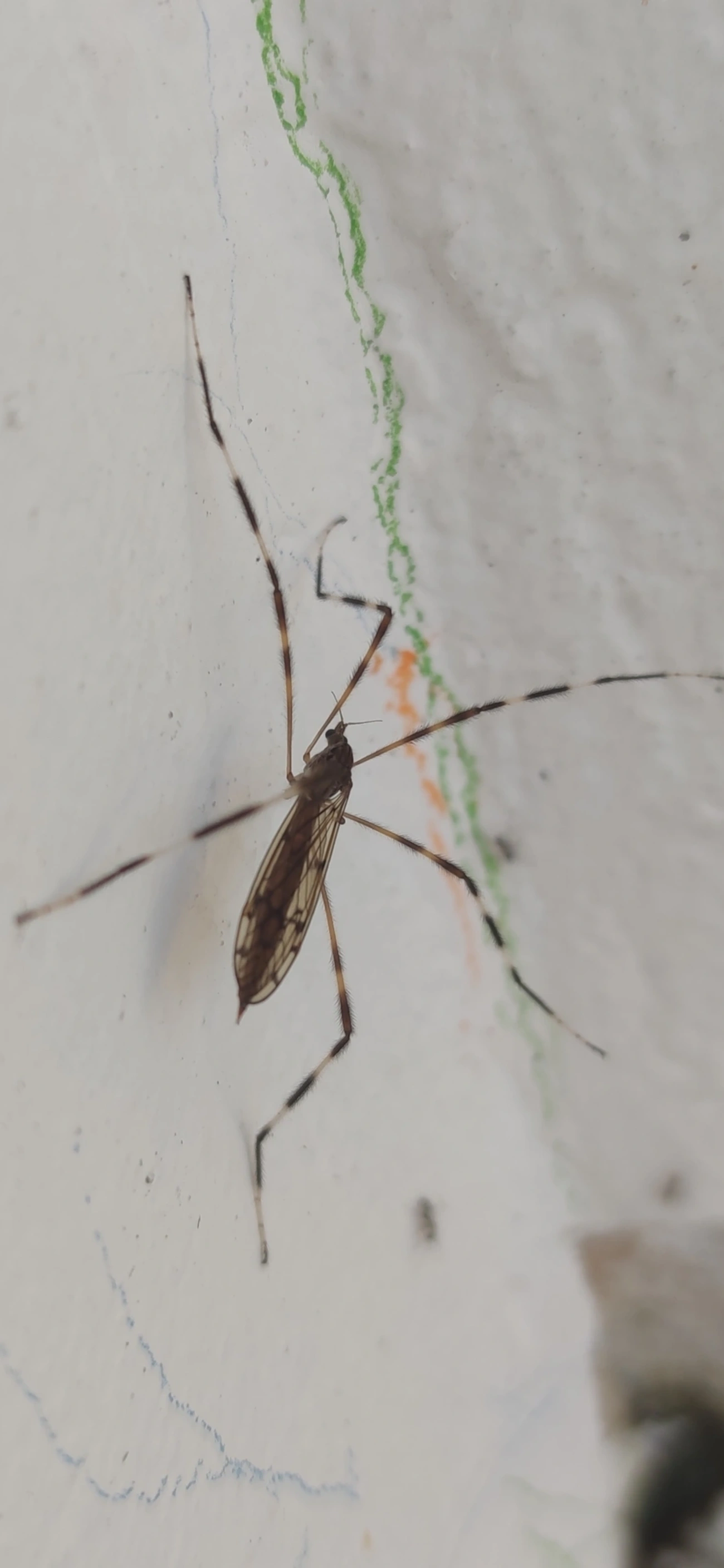 Lecteria bicornuta, insetos, fotografado em Maresias, São Sebastião
