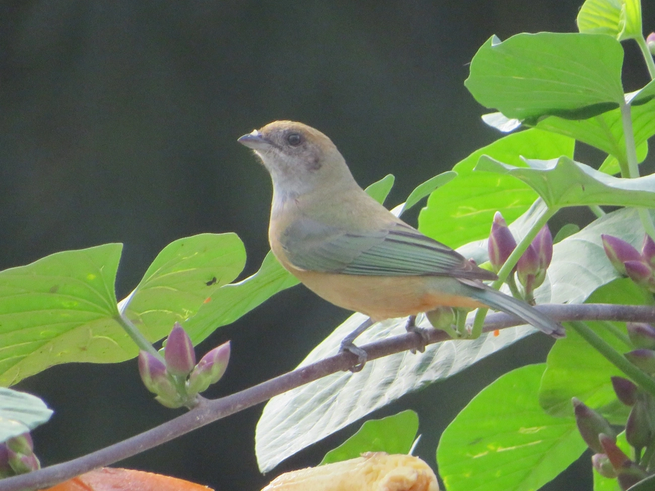 Saíra-amarela (Stilpnia cayana), aves, fotografado em Maresias, São Sebastião