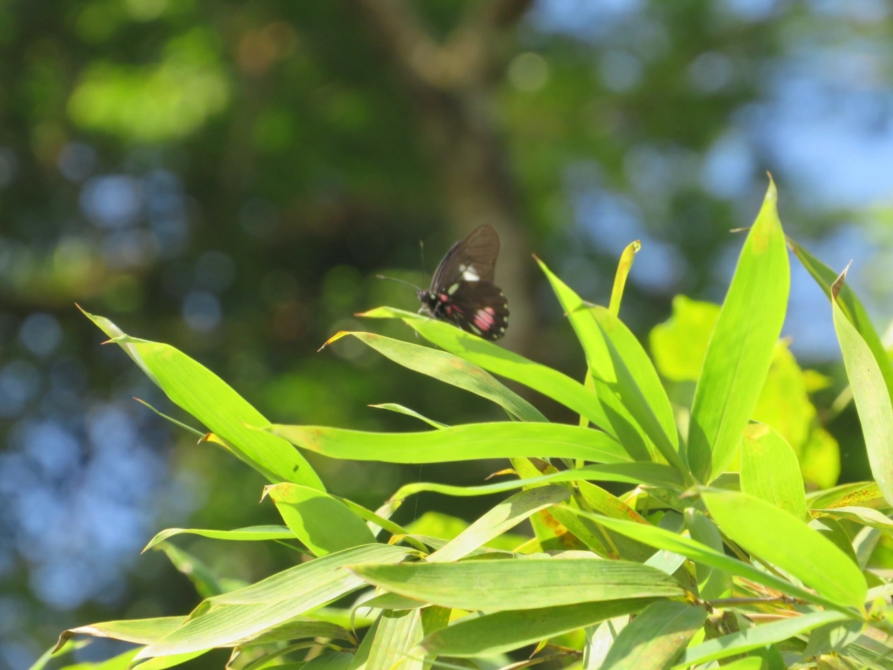 Branca-mimética (Archonias brassolis), insetos, fotografado em Maresias, São Sebastião