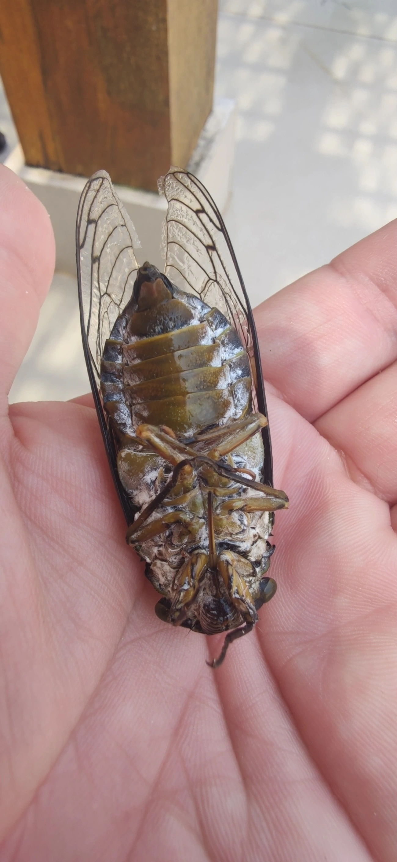 Cigarra-gigante (Quesada gigas), insetos, fotografado em Maresias, São Sebastião