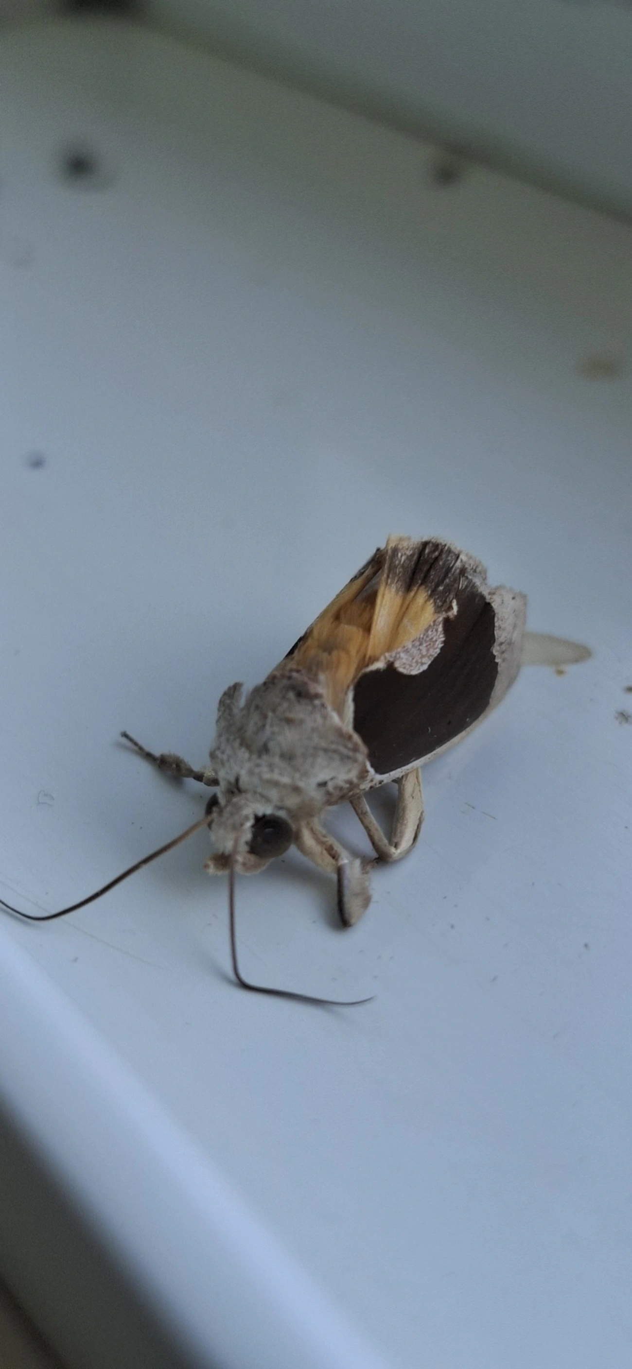 Gonodonta, insetos, fotografado em Américo de Campos