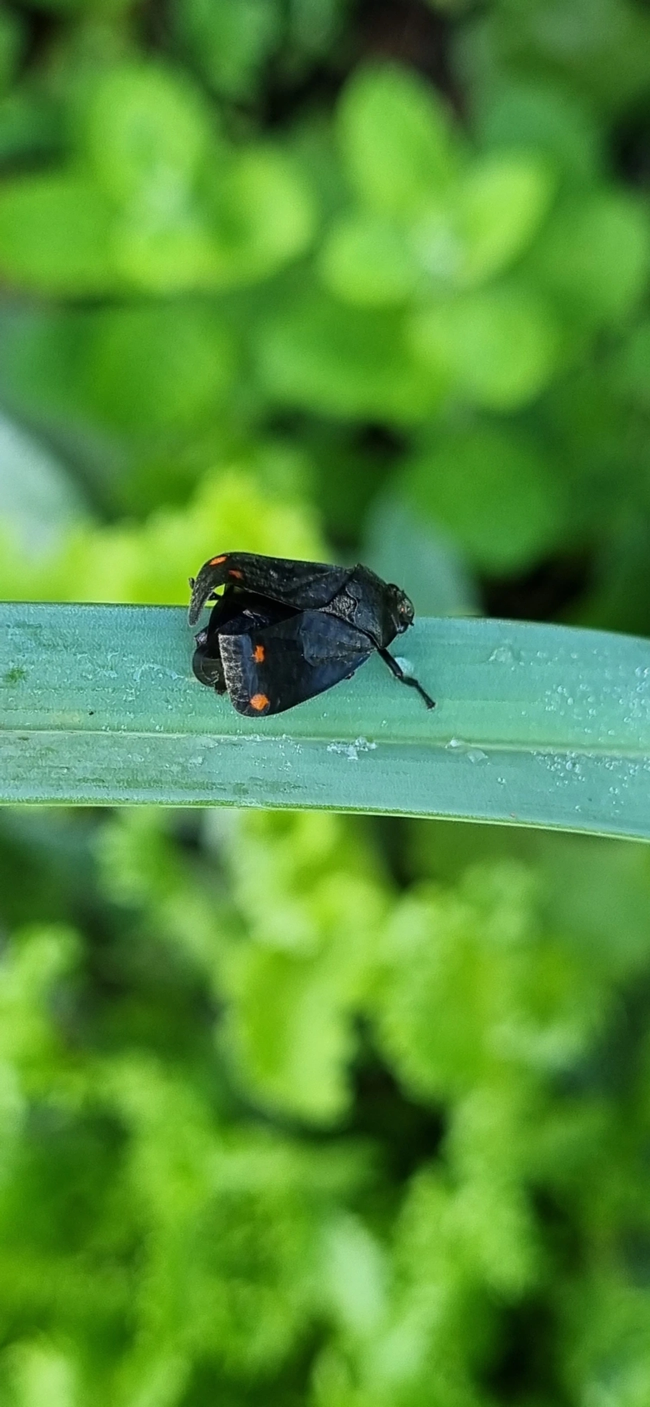 Fulgomorfos (Fulgoromorpha), insetos, fotografado em Maresias, São Sebastião