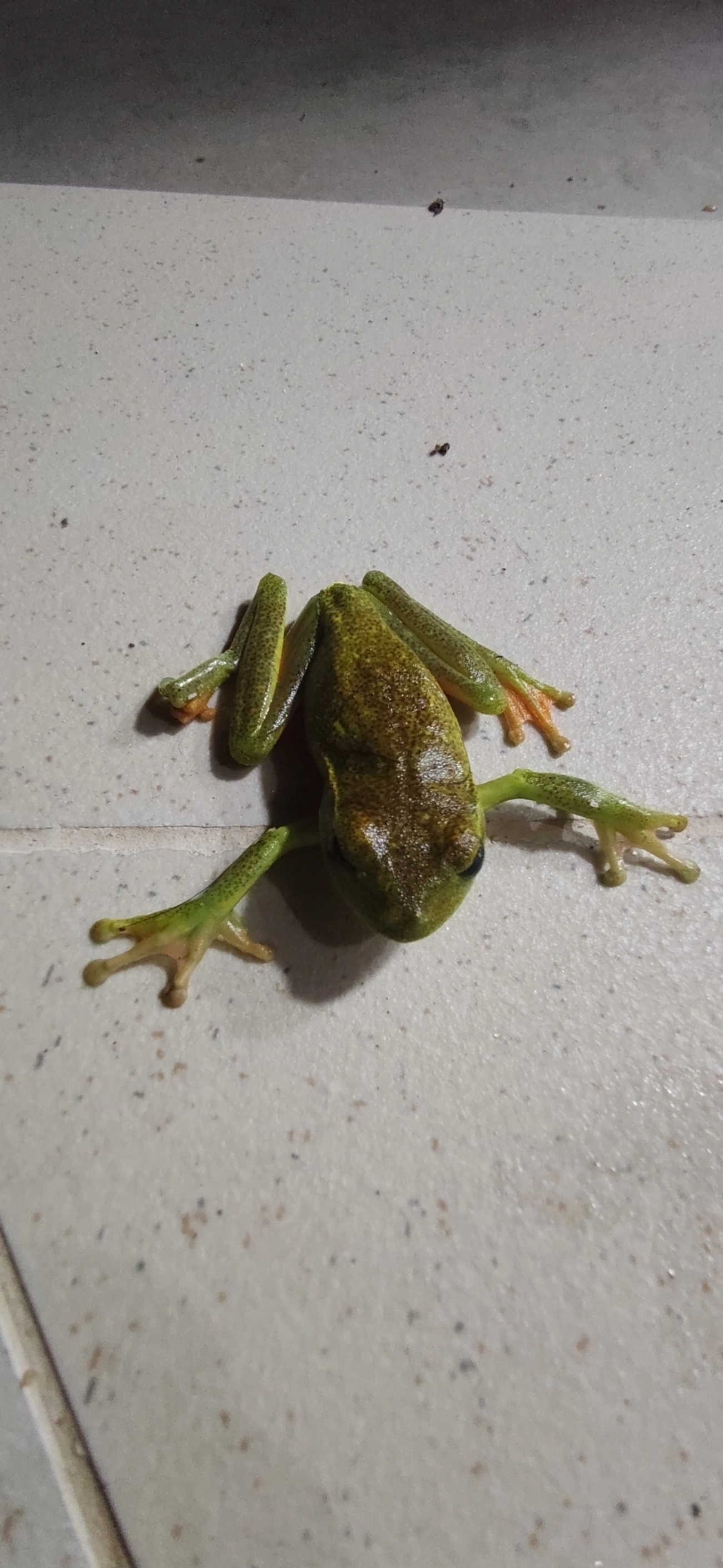Perereca-araponga (Boana albomarginata), anfíbios, fotografado em Maresias, São Sebastião