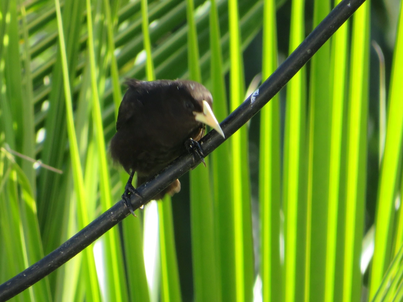 Guaxe (Cacicus haemorrhous), aves, fotografado em Maresias, São Sebastião