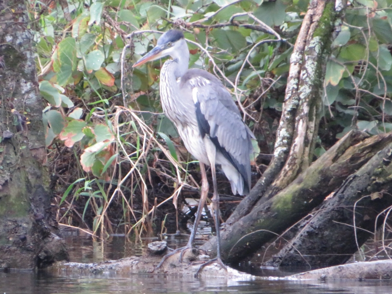 Garça-moura (Ardea cocoi), aves, fotografado em Maresias, São Sebastião
