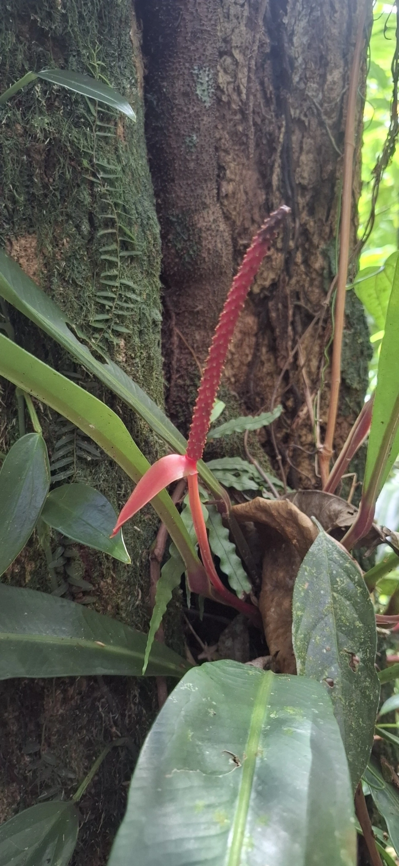 Antúrios (Anthurium), plantas, fotografado em Enxovas, Ilhabela