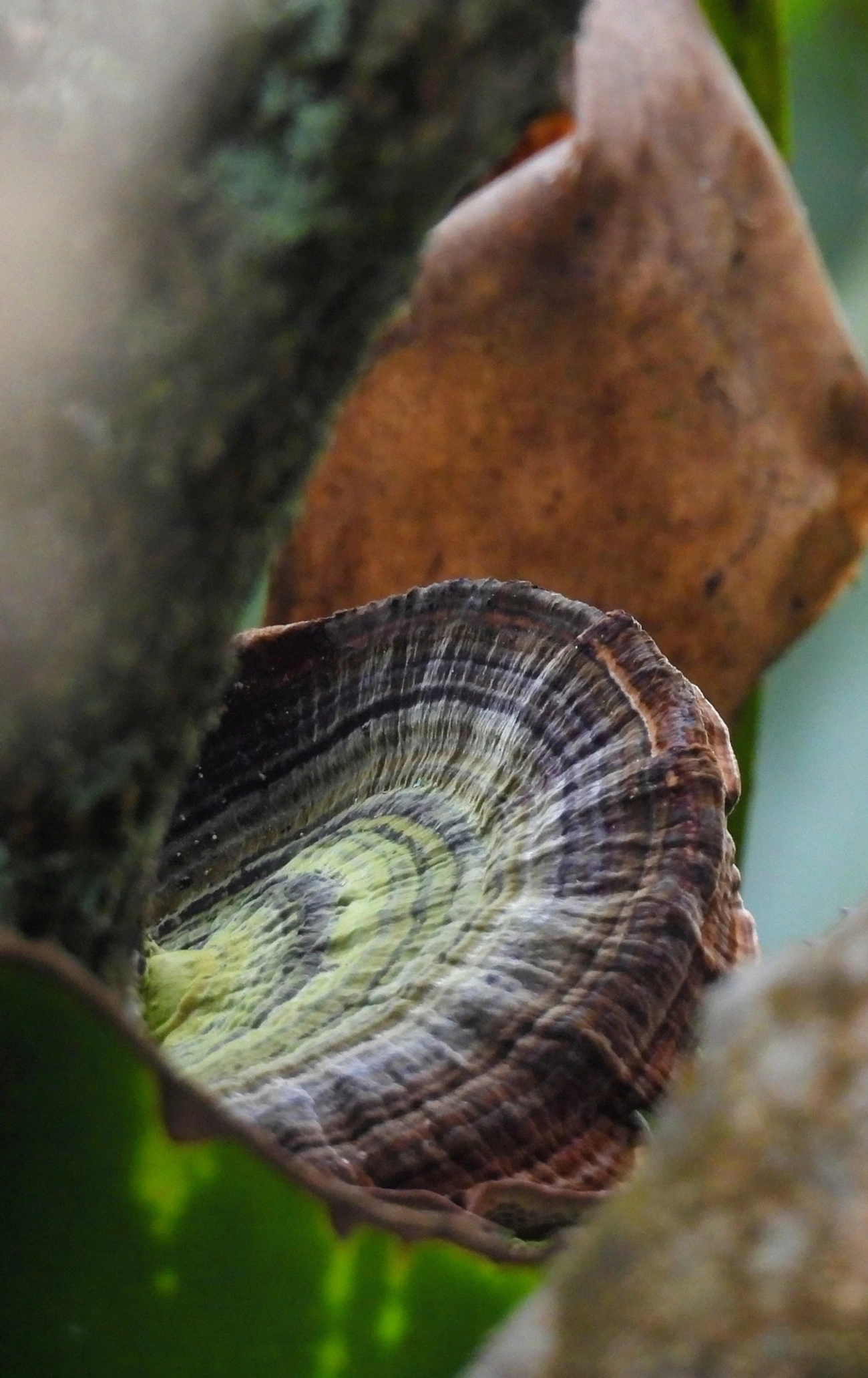 Hexagonia, fungos, fotografado em Maresias, São Sebastião