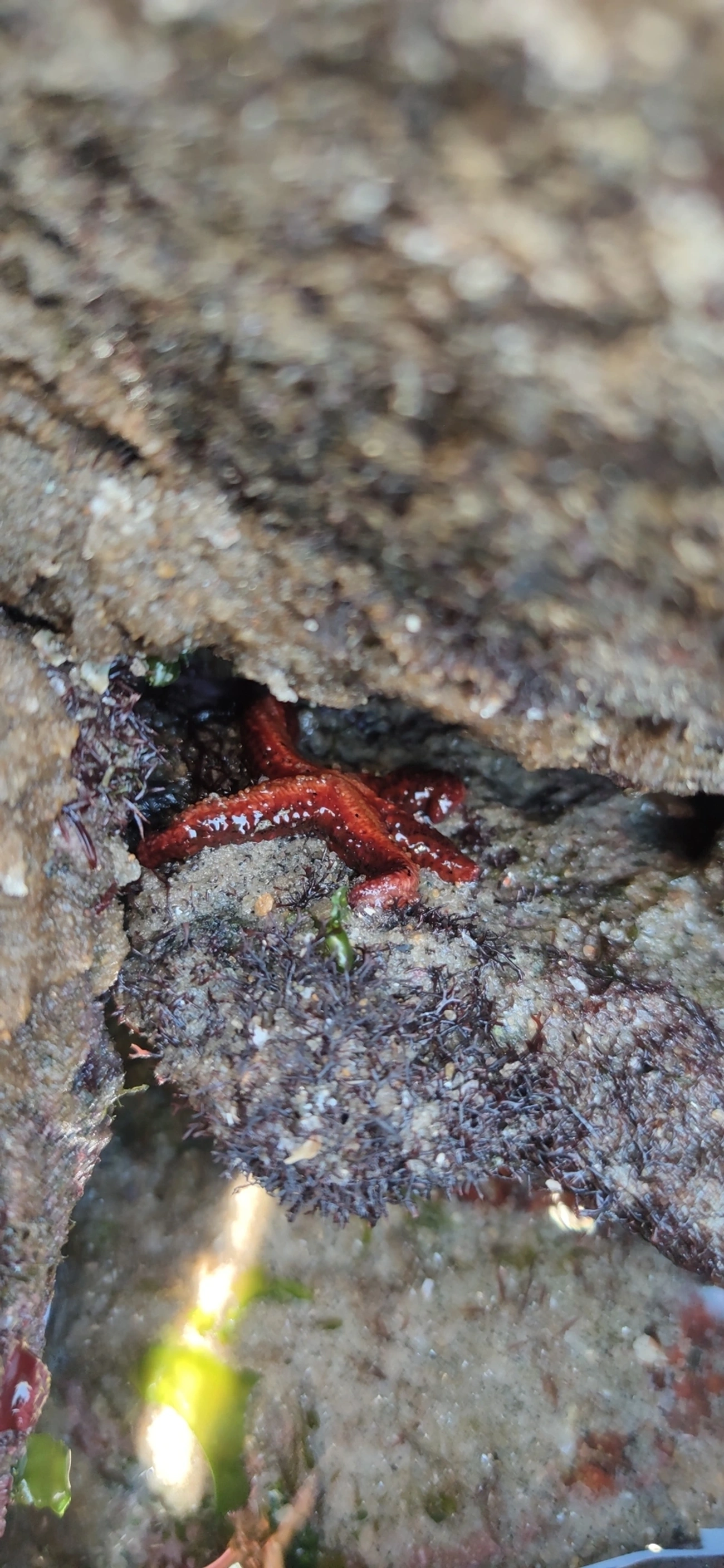 Estrela-vermelha-brasileira (Echinaster brasiliensis), equinodermos, fotografado em Maresias, São Sebastião