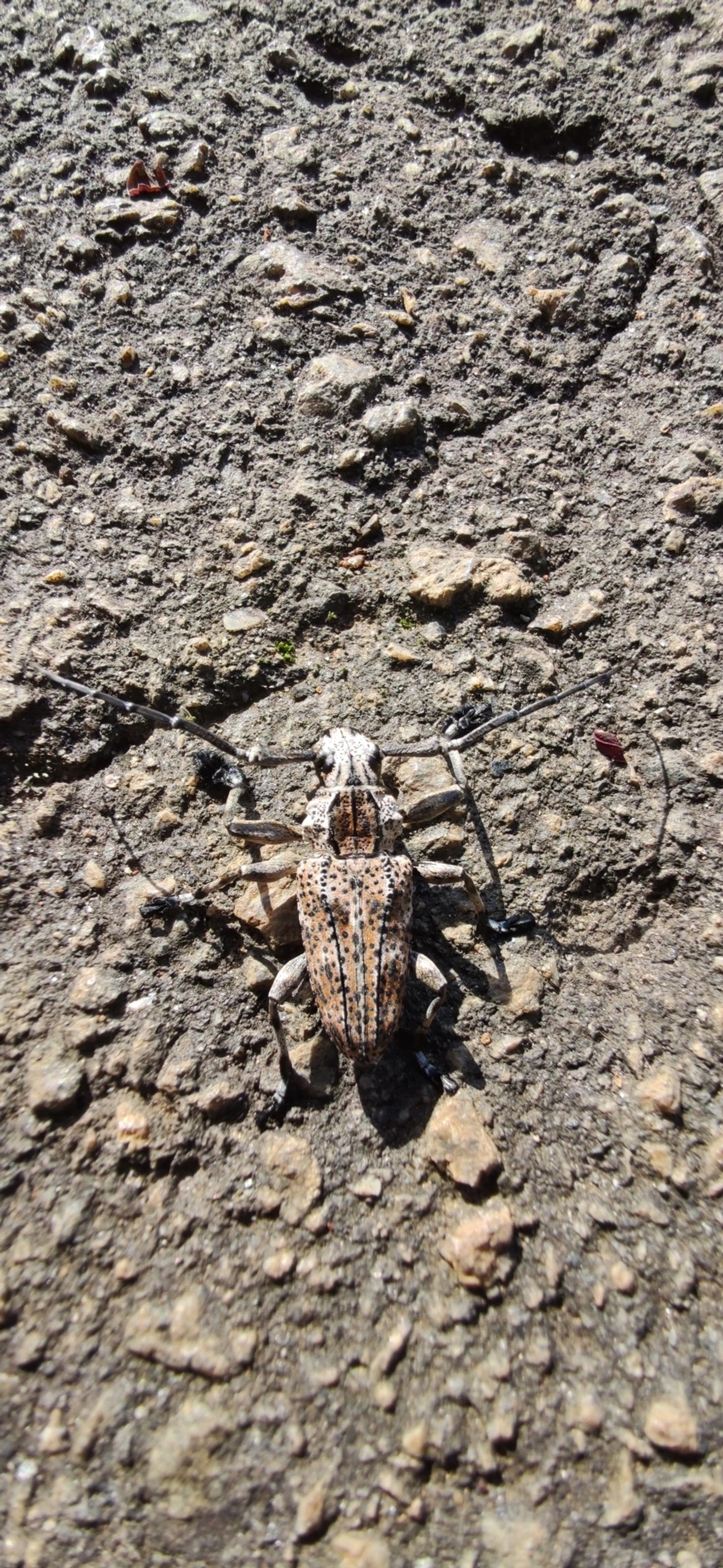 Steirastoma meridionale, insetos, fotografado em Vila Santo Estevão, São Paulo