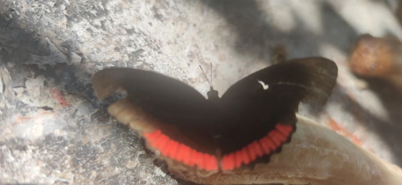 Borboleta-aro-vermelho (Biblis hyperia), insetos, fotografado em Maresias, São Sebastião