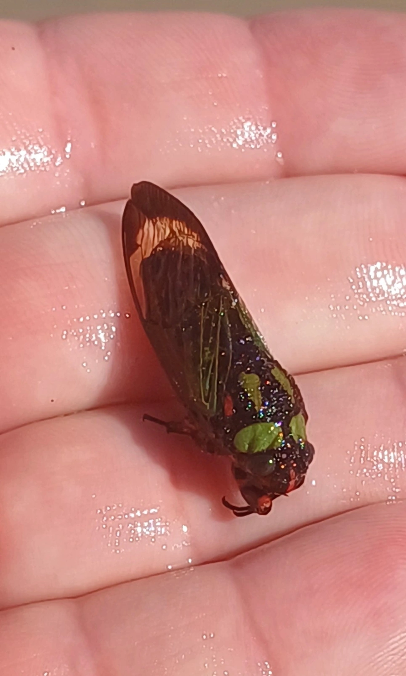 Cigarra-Formosa (Carineta diardi), insetos, fotografado em Maresias, São Sebastião