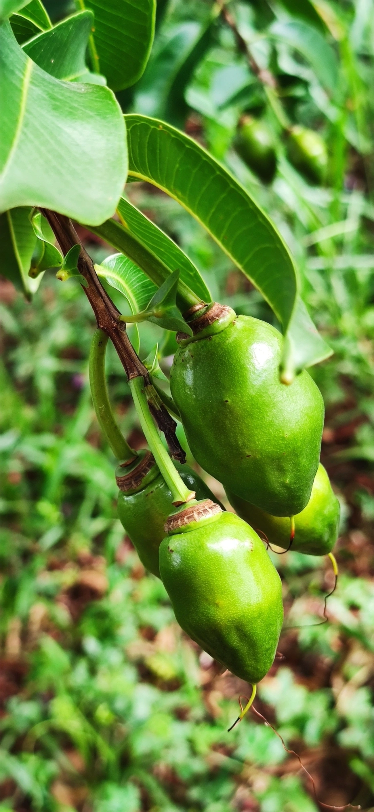 Pacari (Lafoensia pacari), plantas, fotografado em Vila Santo Estevão, São Paulo