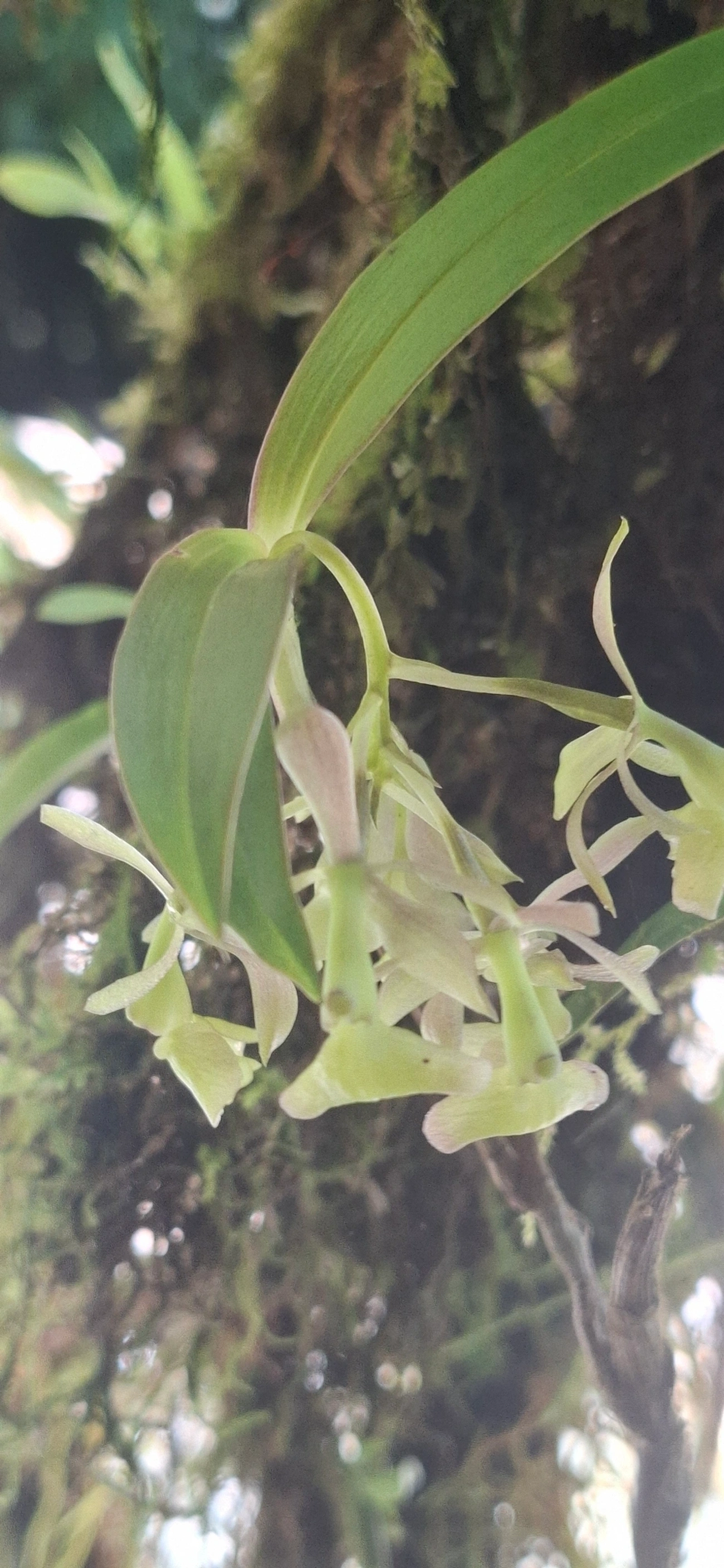 Epidendros (Epidendrum), plantas, fotografado em Queluz