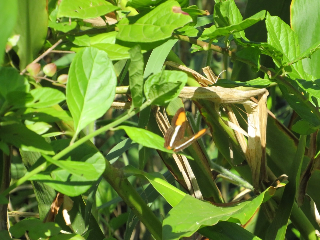 Irmã-de-faixa-lisa (Adelpha cytherea), insetos, fotografado em Maresias, São Sebastião