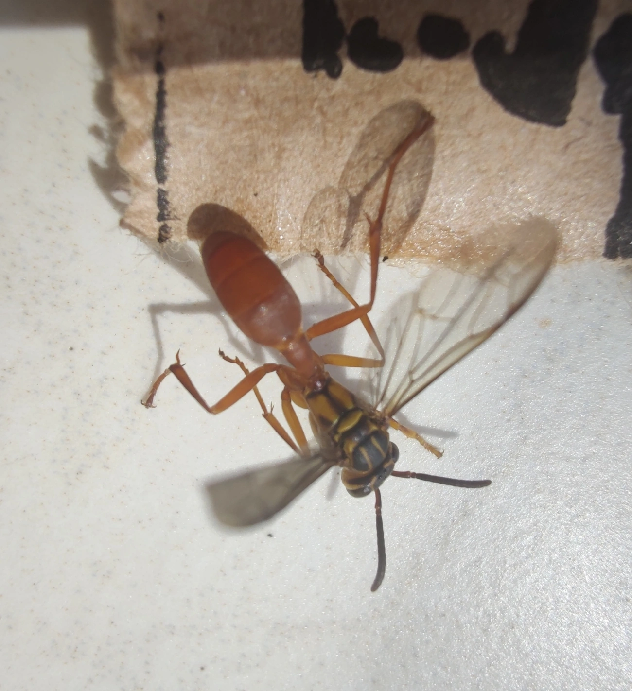 Marimbondo-de-Peixe (Agelaia centralis), insetos, fotografado em Maresias, São Sebastião