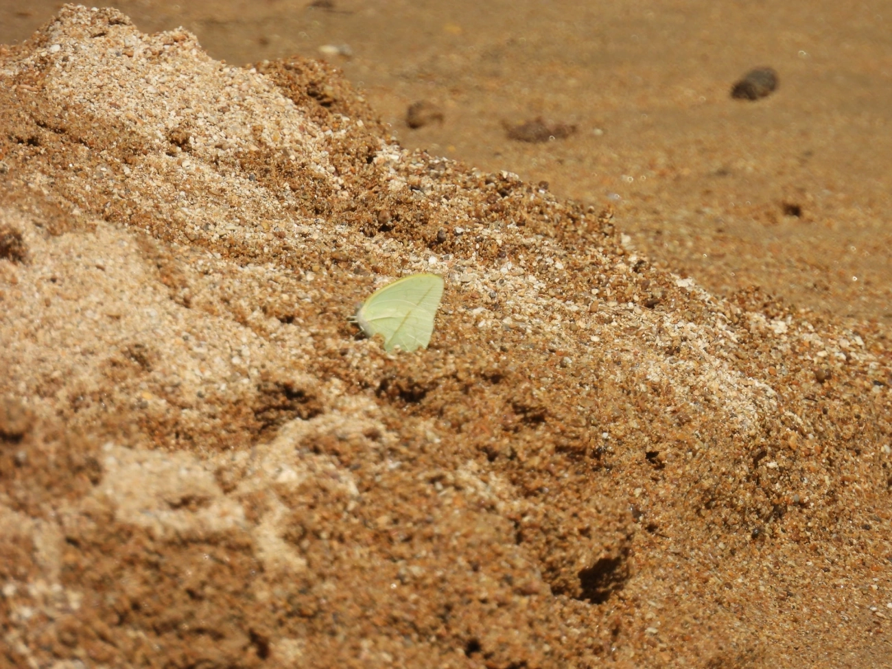 Sulfúrea-de-linhas-retas (Phoebis trite), insetos, fotografado em Perequê, Ilhabela