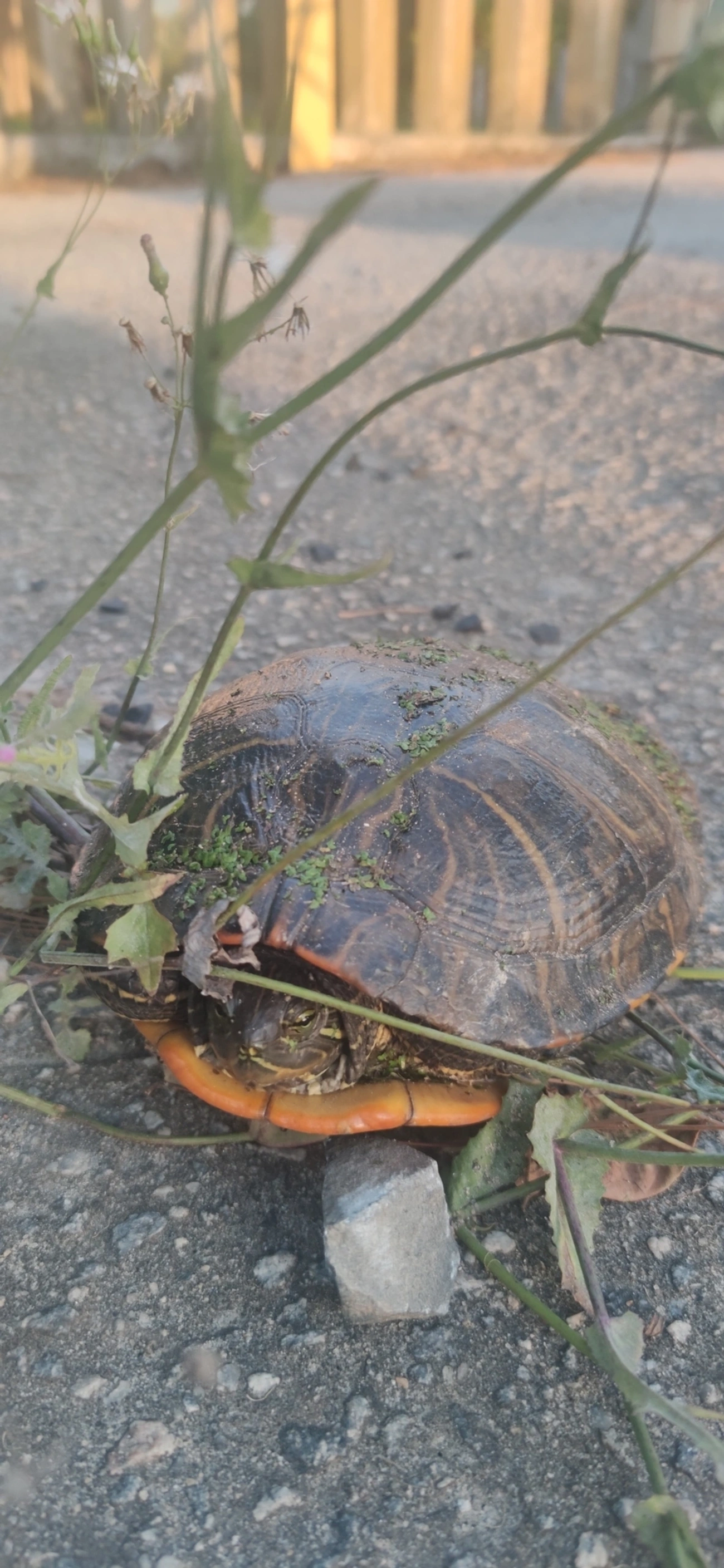 Tartaruga-da-Flórida (Trachemys scripta), répteis, fotografado em Maresias, São Sebastião