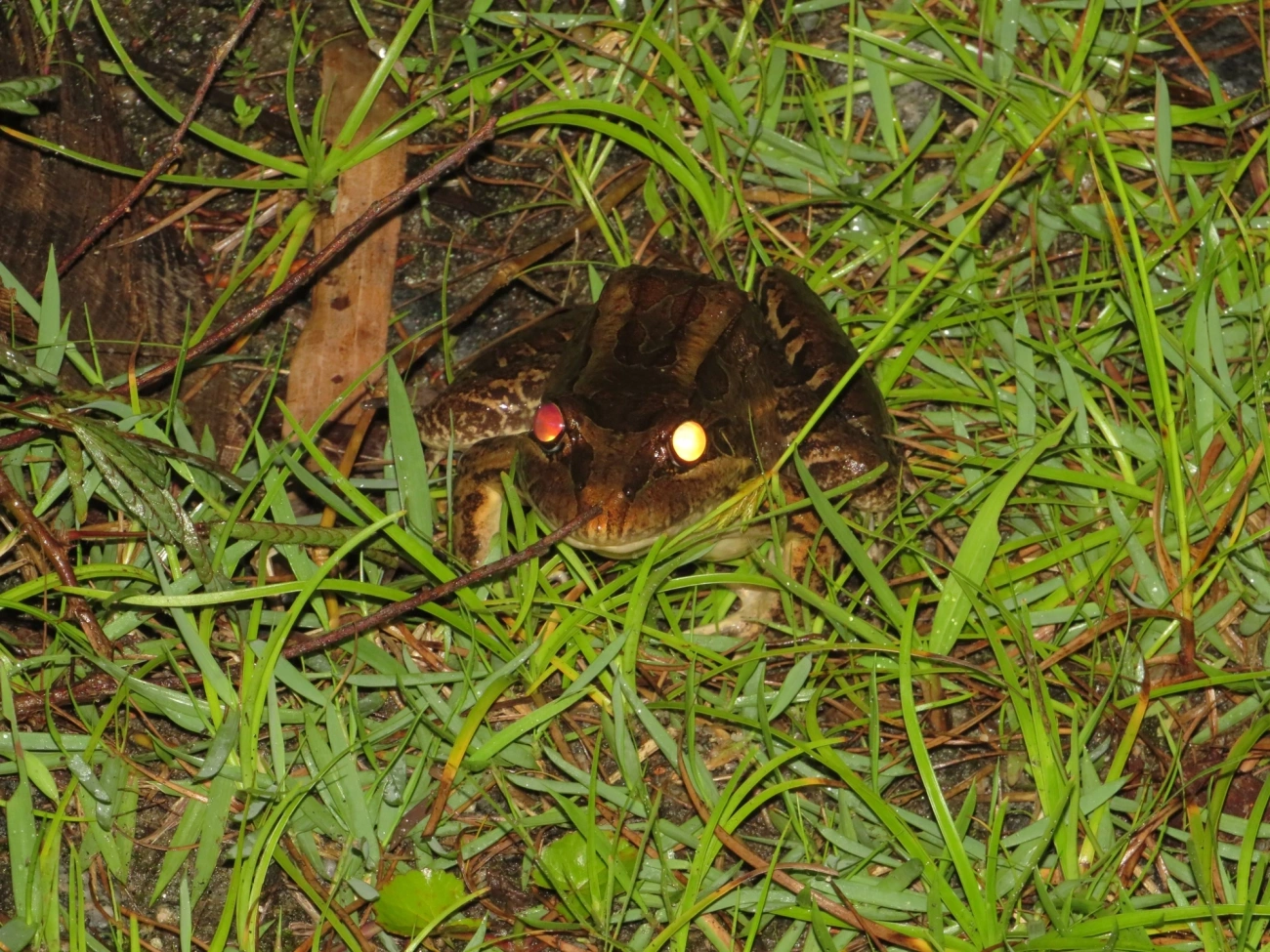 Rã-manteiga (Leptodactylus latrans), anfíbios, fotografado em Maresias, São Sebastião
