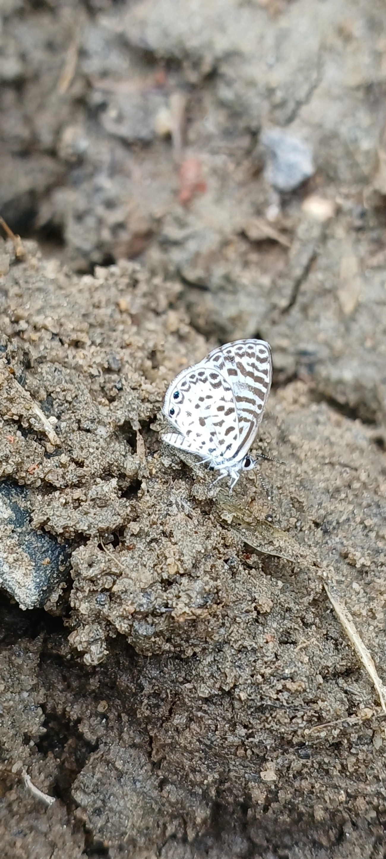 Borboleta-emília (Leptotes cassius), insetos, fotografado em Maresias, São Sebastião