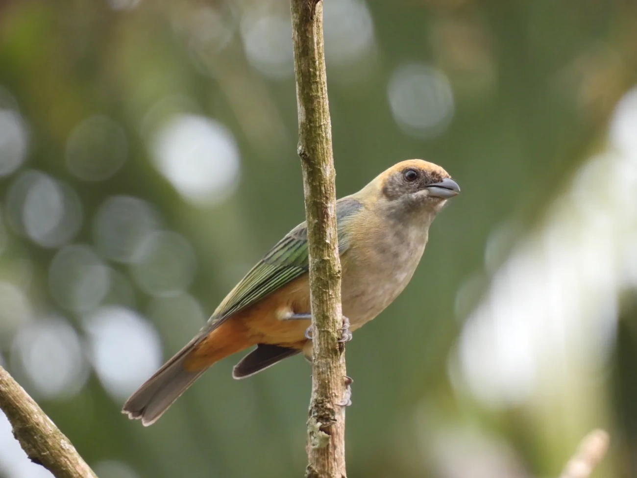Saíra-amarela (Stilpnia cayana), aves, fotografado em Maresias, São Sebastião