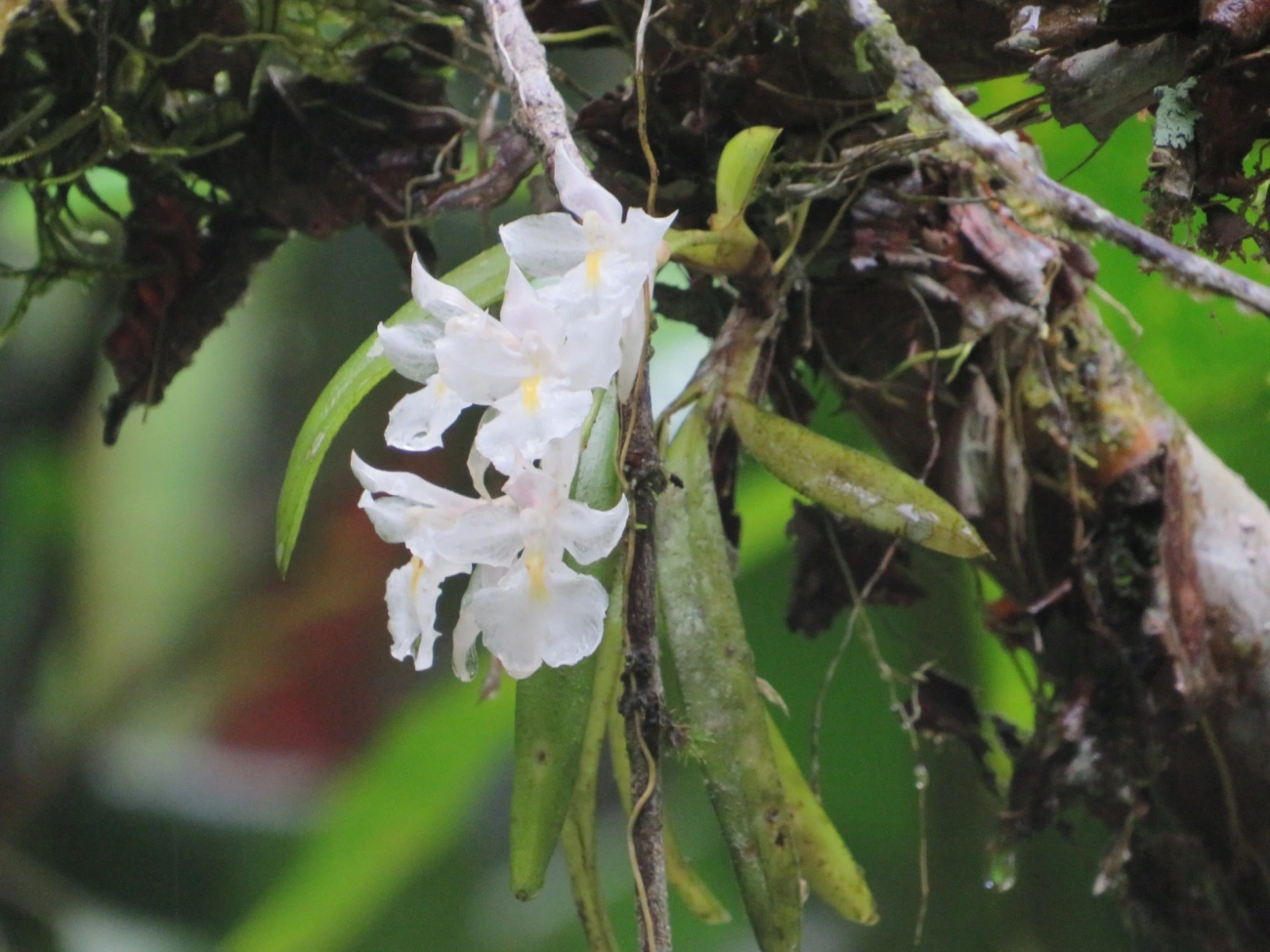 Véu-de-noiva (Rodriguezia bracteata), plantas, fotografado em Camburí, São Sebastião