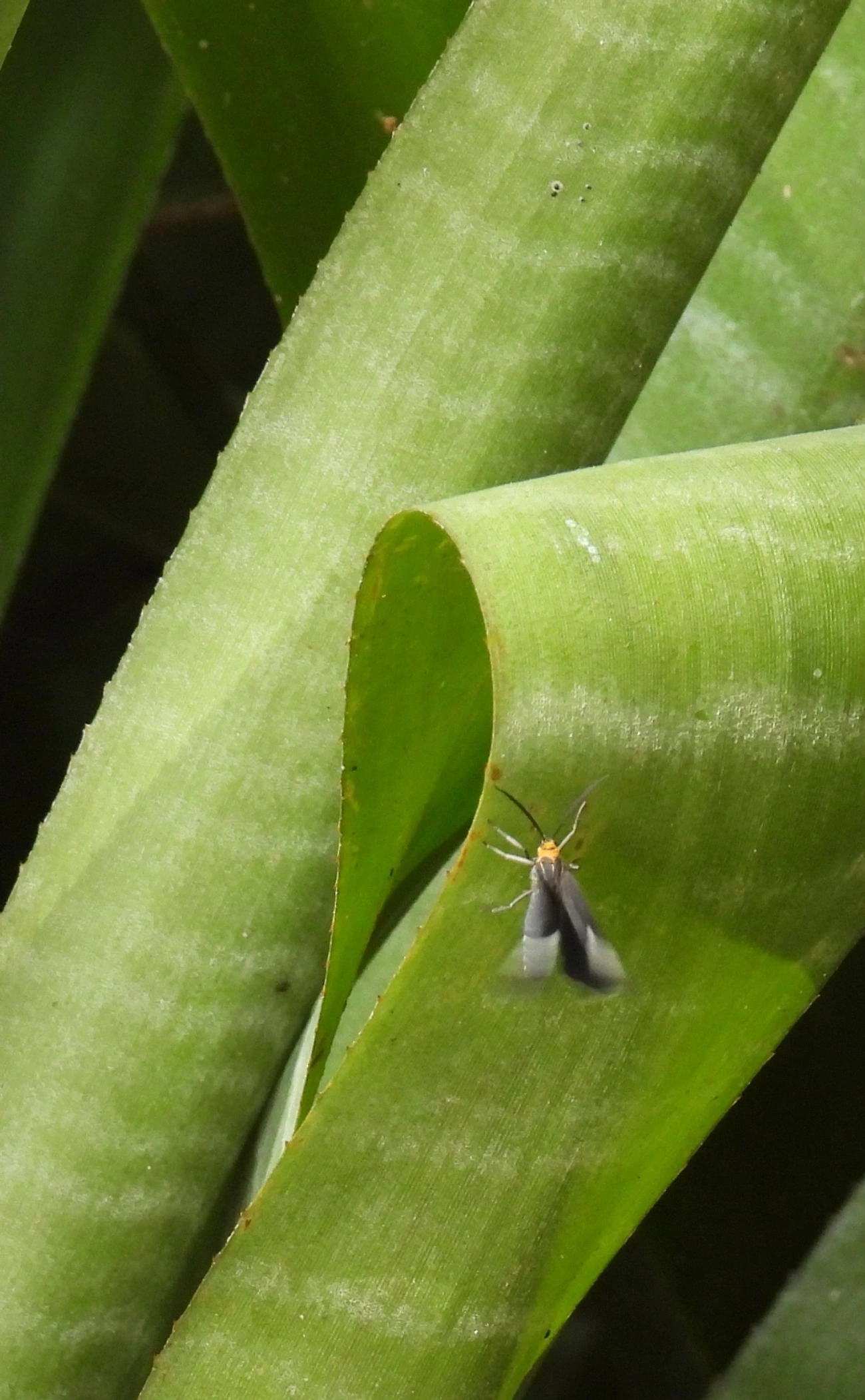 Mariposa-preta-de-faixa-branca (Melanchroia aterea), insetos, fotografado em Maresias, São Sebastião