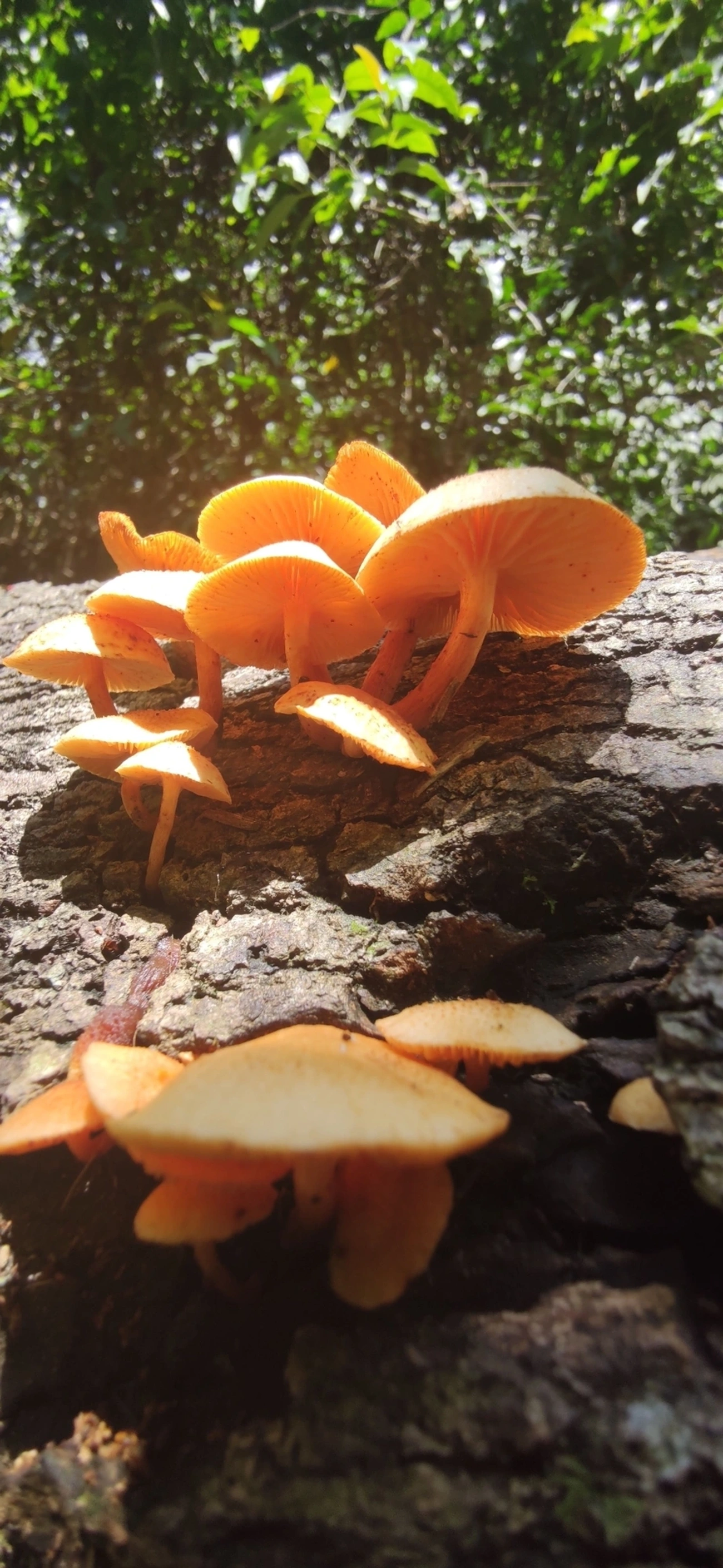 Gymnopilus, fungos, fotografado em Maresias, São Sebastião