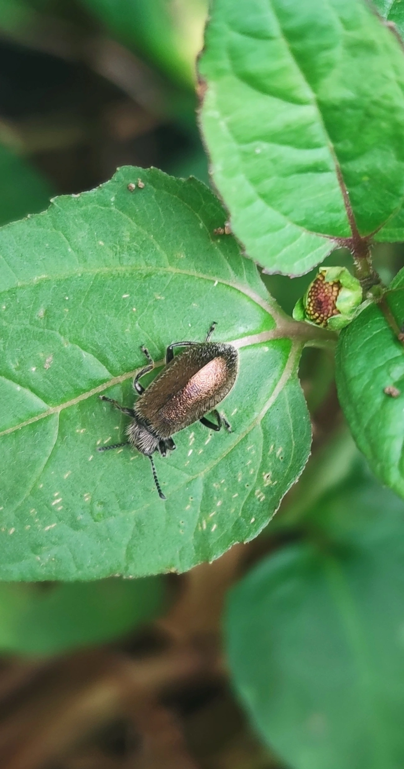 Bicho-capixaba (Lagria villosa), insetos, fotografado em Maresias, São Sebastião