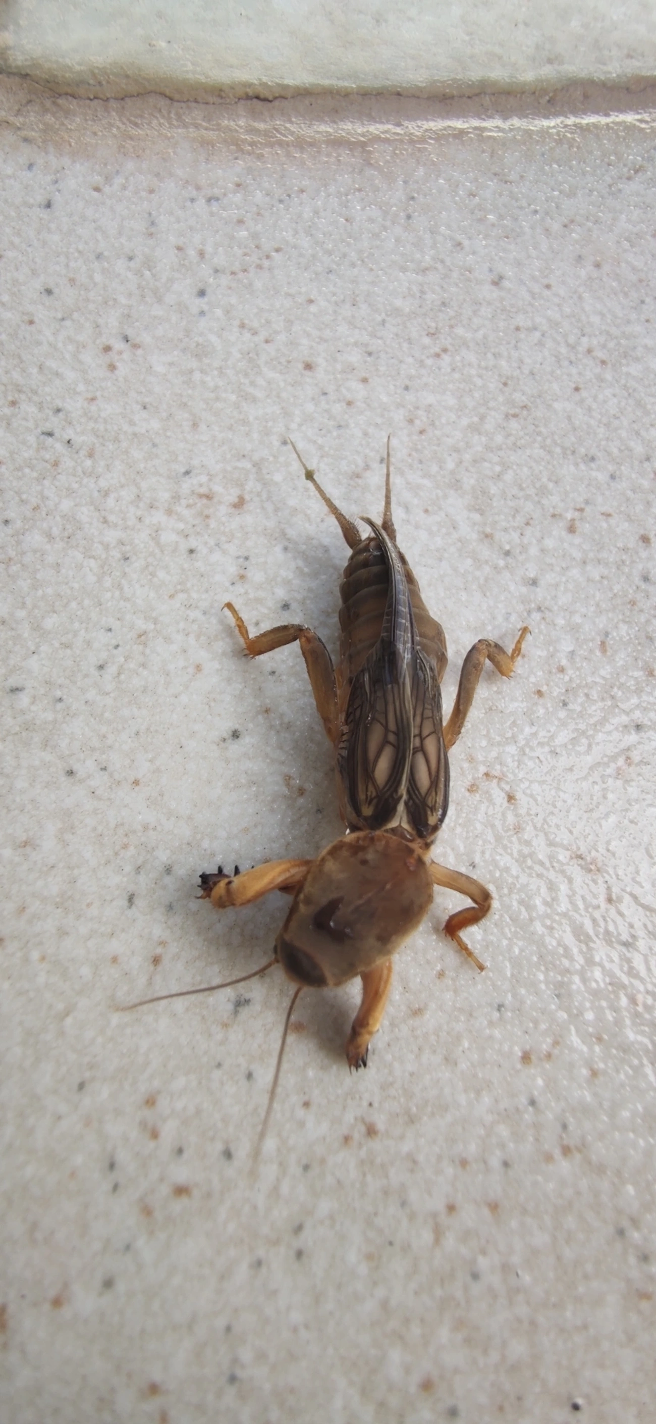Gryllotalpinae, insetos, fotografado em Maresias, São Sebastião