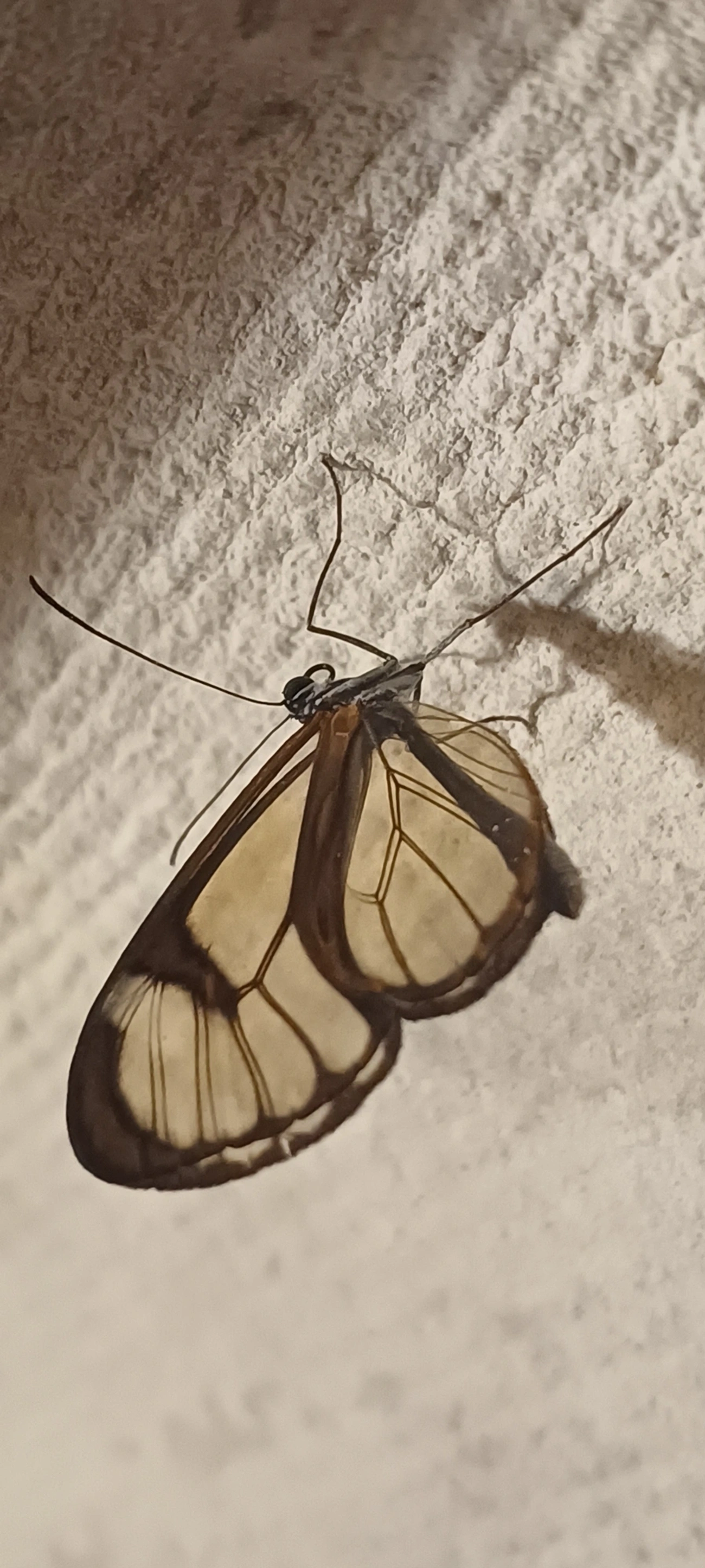 Asas-de-Vidro e Afins (Ithomiini), insetos, fotografado em Cunha