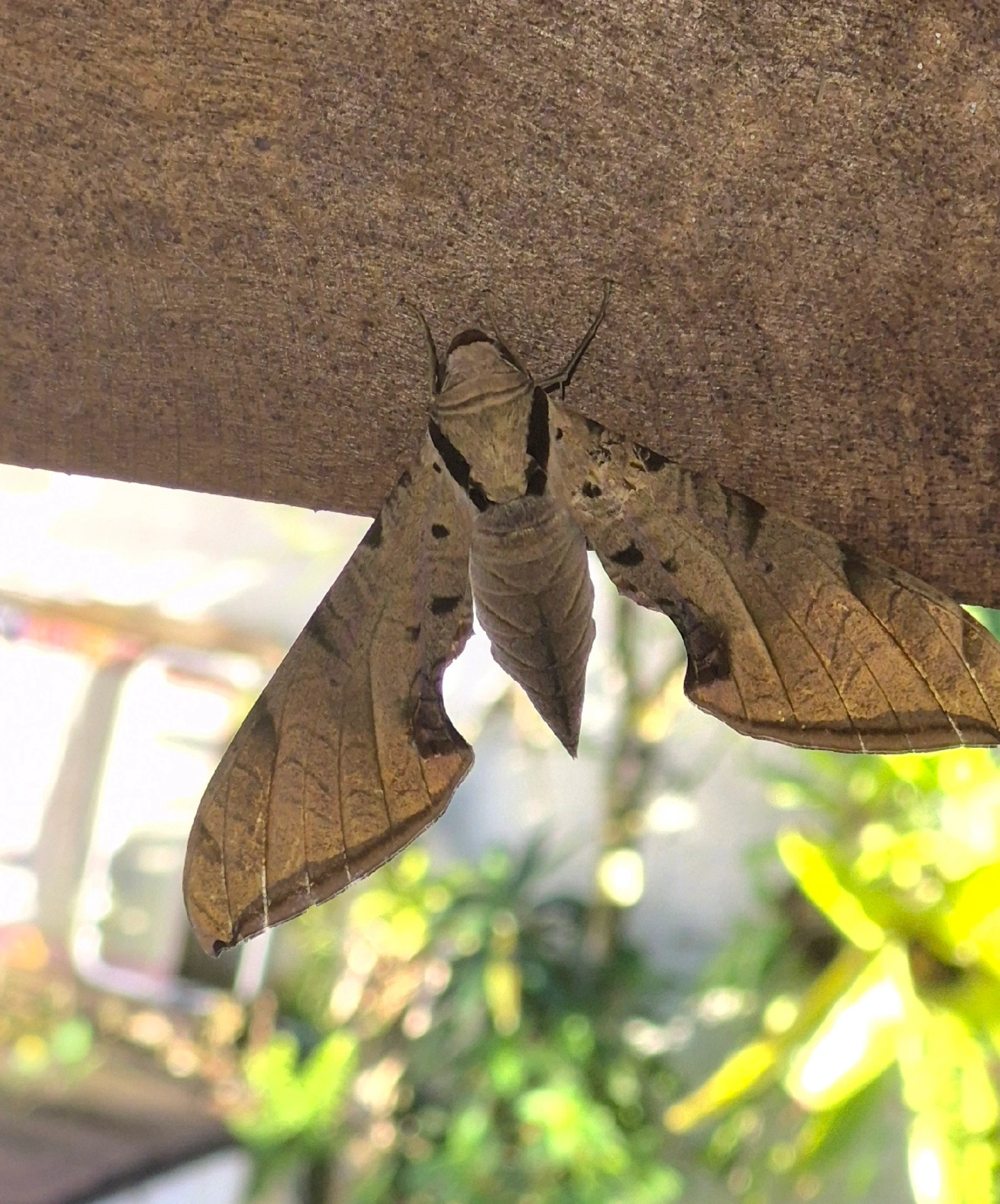 Lagarta-das-Folhas (Protambulyx strigilis), insetos, fotografado em Maresias, São Sebastião