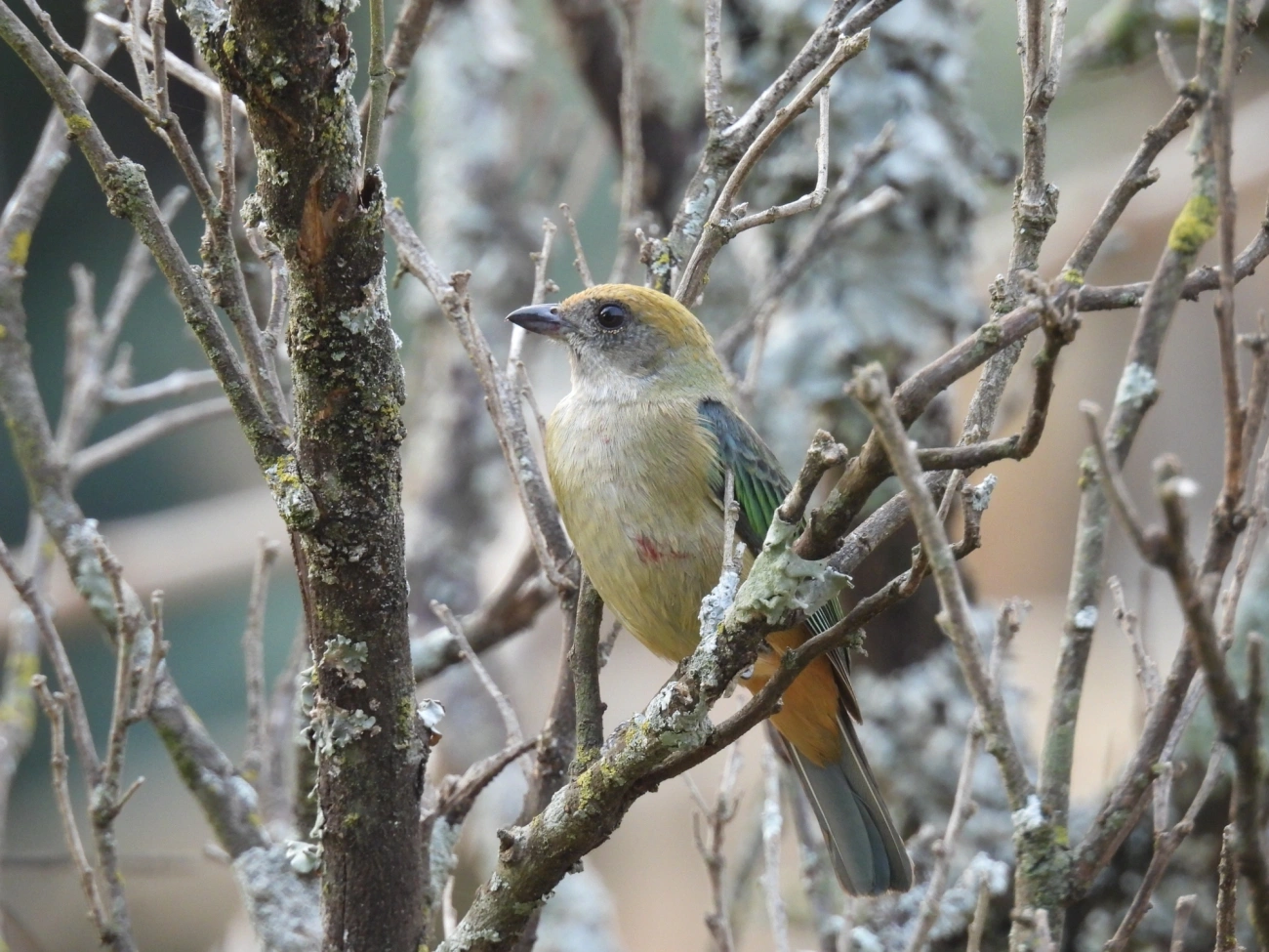 Saíra-amarela (Stilpnia cayana), aves, fotografado em Socorro