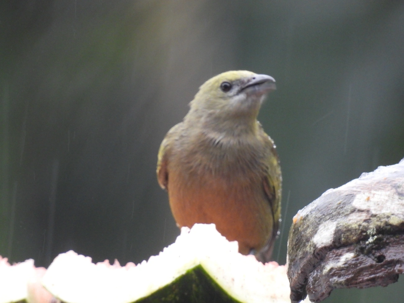 Sanhaço-do-coqueiro (Thraupis palmarum), aves, fotografado em Maresias, São Sebastião