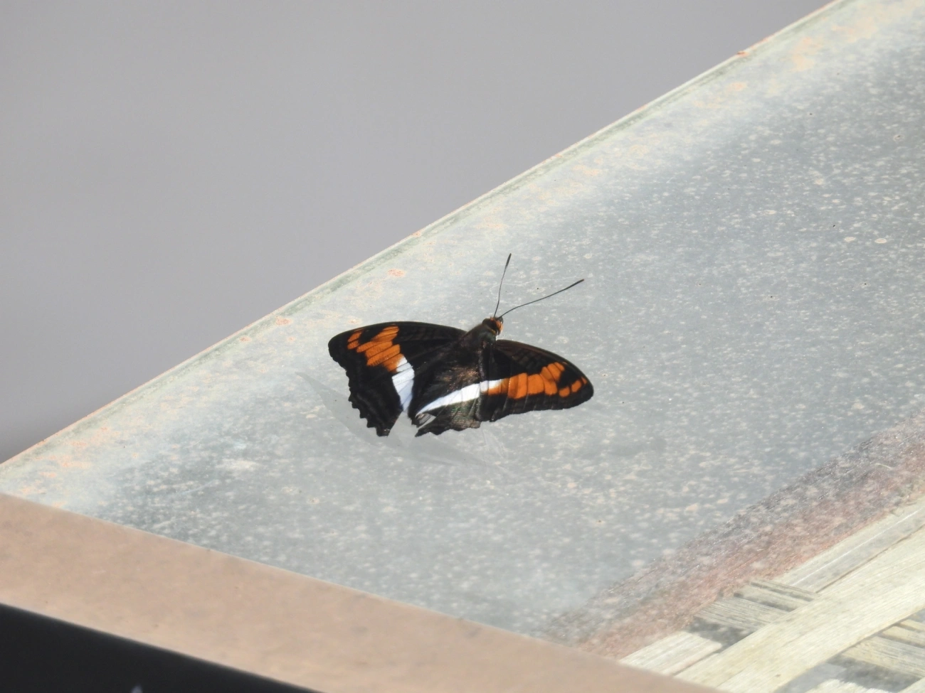 Irmã-laranja-lavada (Adelpha cocala), insetos, fotografado em Maresias, São Sebastião