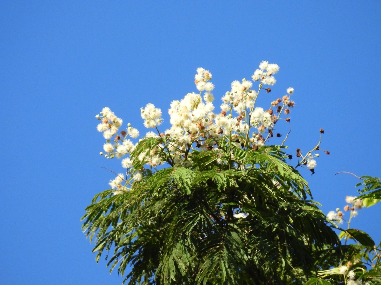 Mimosáceas (Mimosoideae), plantas, fotografado em Queluz