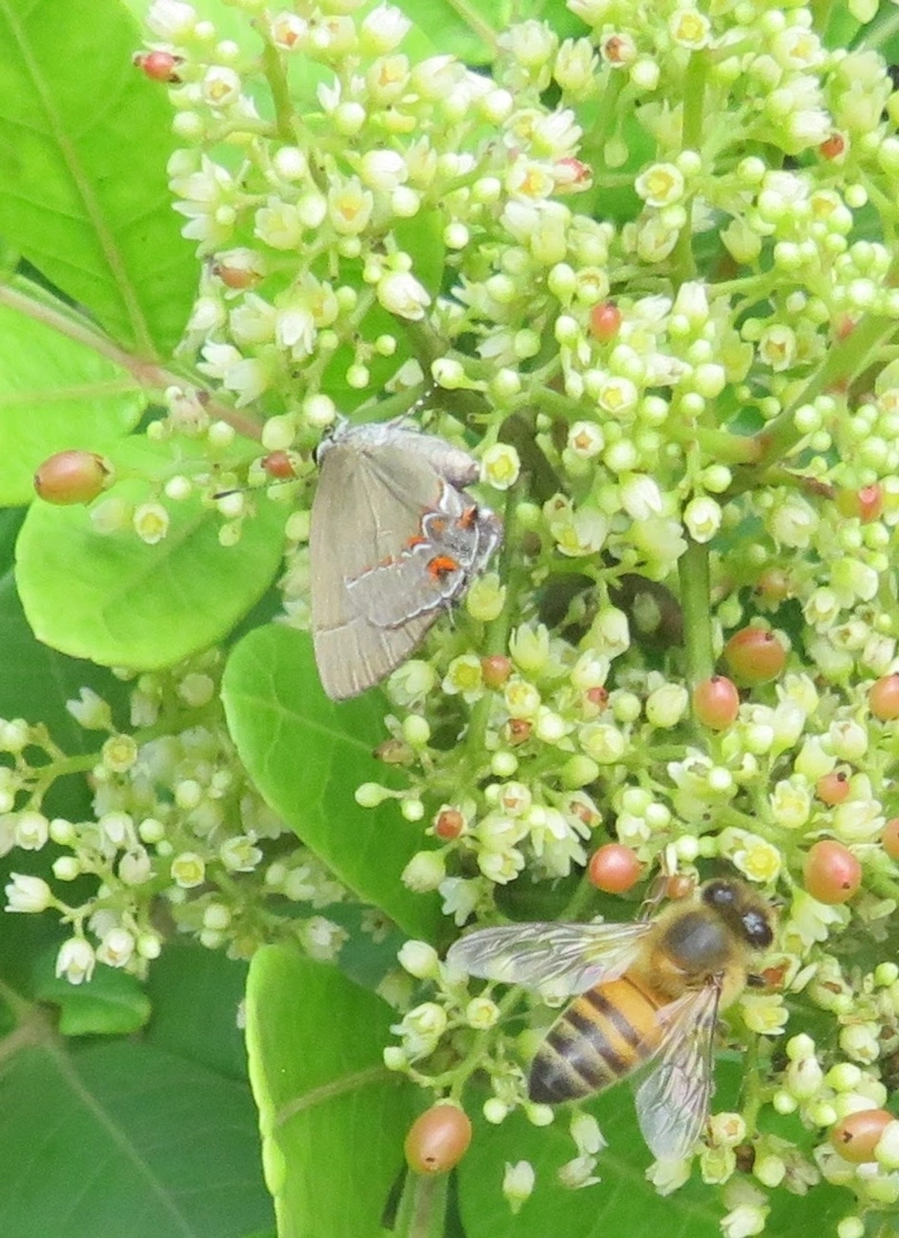 Calycopis, insetos, fotografado em Maresias, São Sebastião