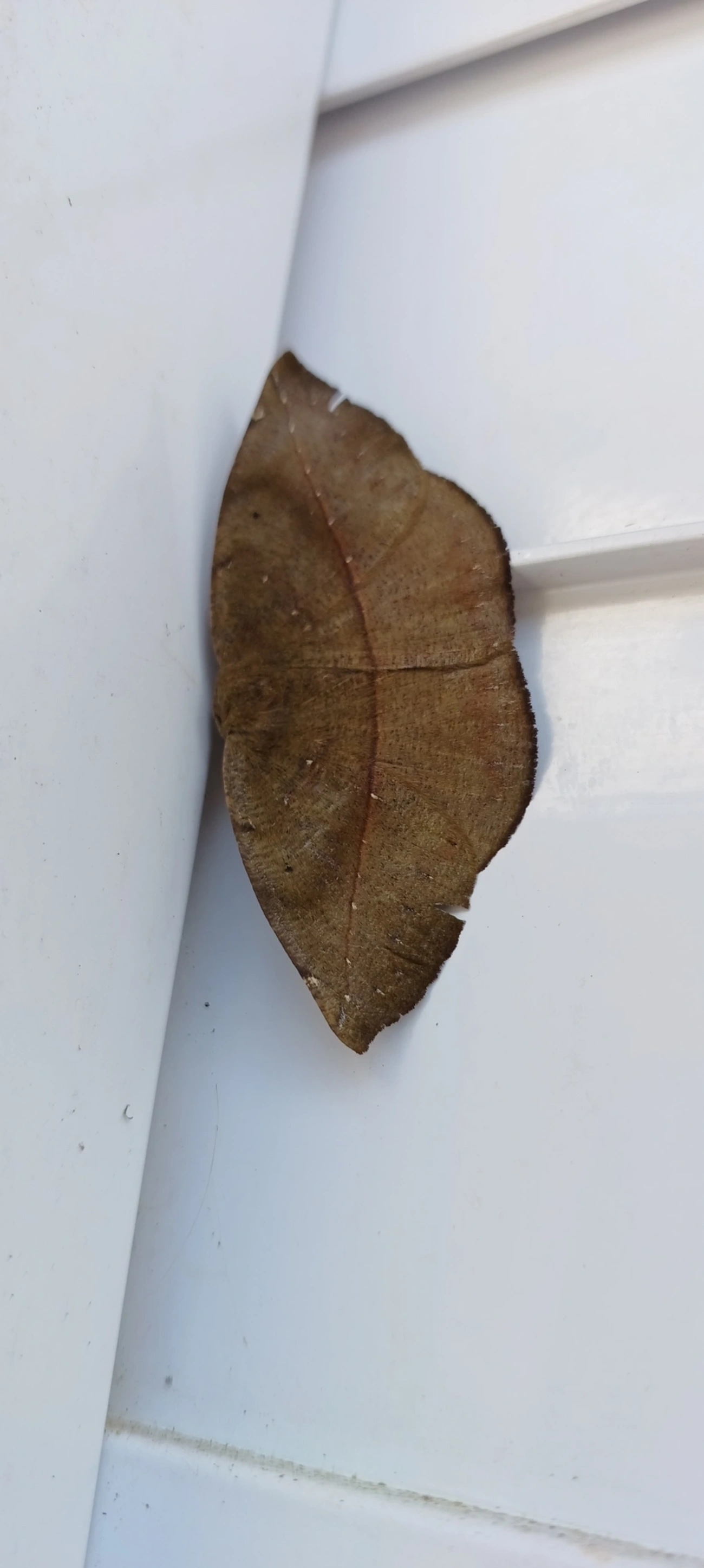 Borboletas e traças (Lepidoptera), insetos, fotografado em Maresias, São Sebastião