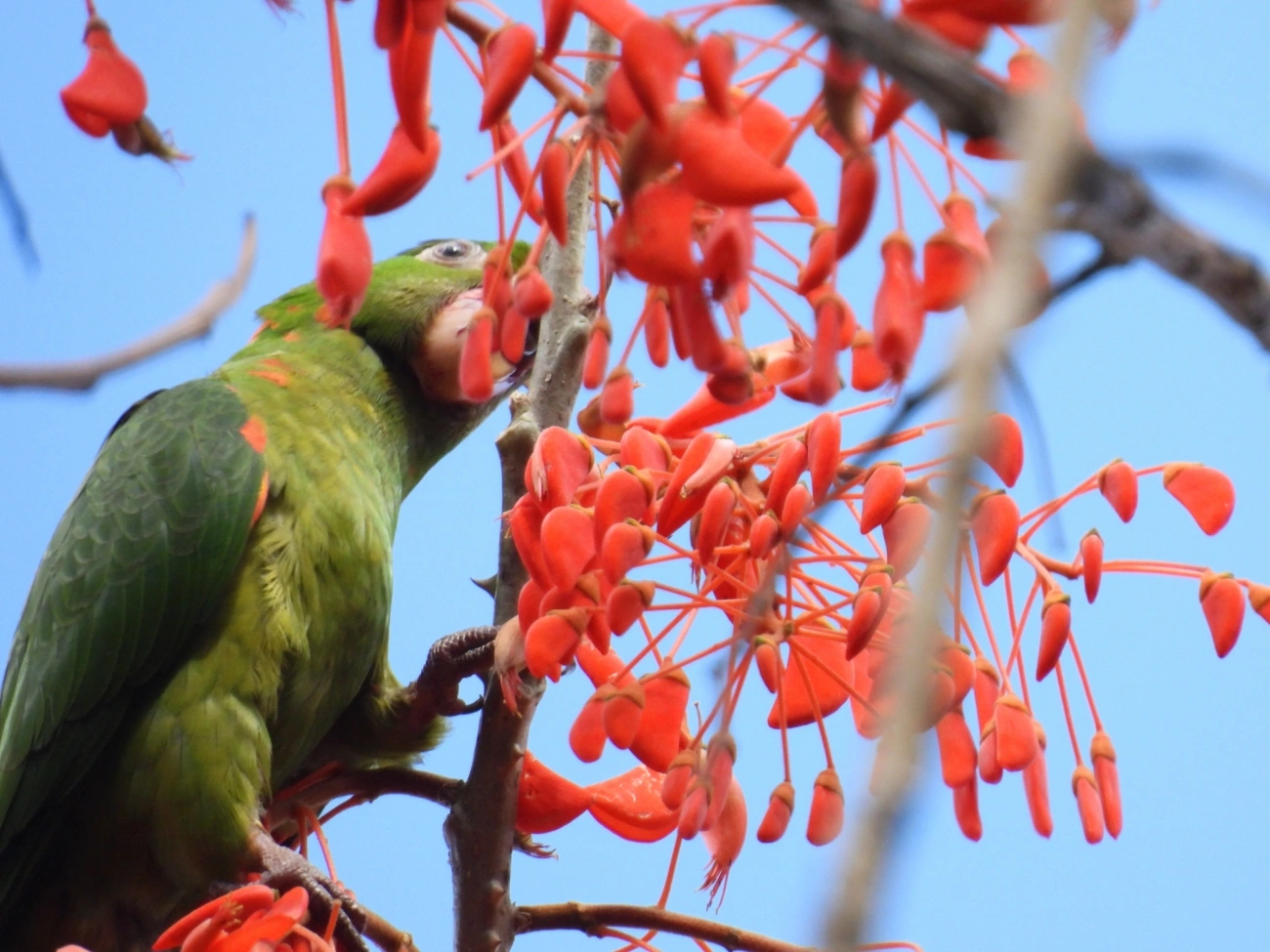 Periquitão-maracanã (Psittacara leucophthalmus), aves, fotografado em Cunha