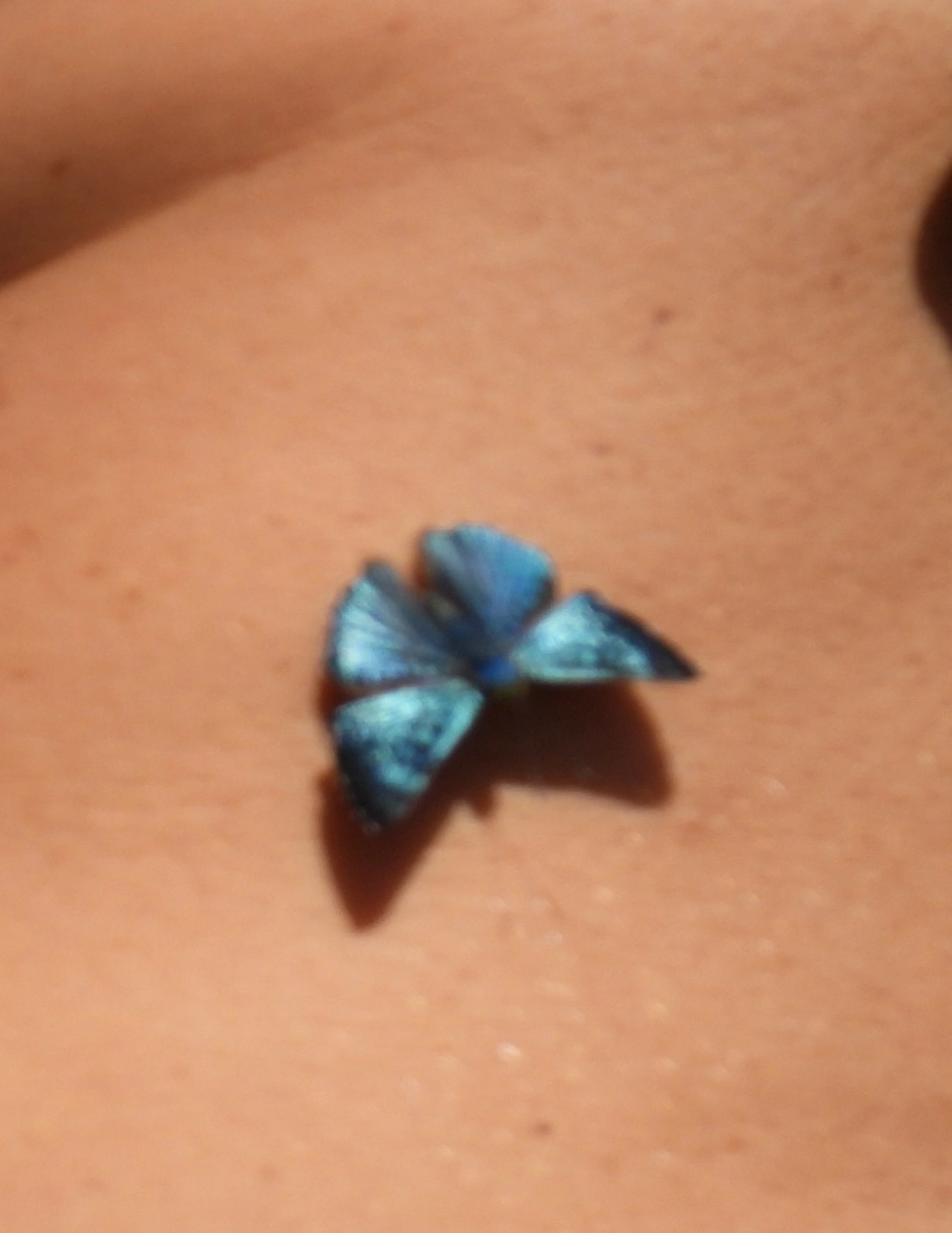 Safira-brilhante (Lasaia agesilas), insetos, fotografado em Cabreúva