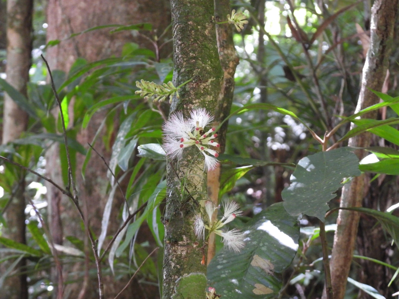 Zygia, plantas, fotografado em Maresias, São Sebastião
