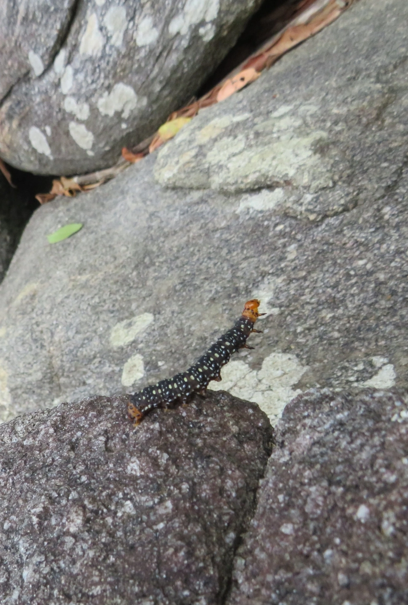 Mariposa-espanhola (Xanthopastis timais), insetos, fotografado em Maresias, São Sebastião