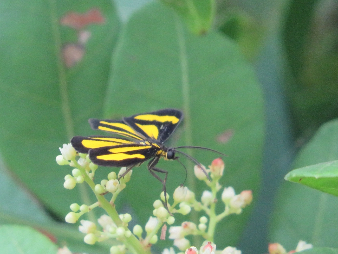 Cyllopoda claudicula, insetos, fotografado em Maresias, São Sebastião