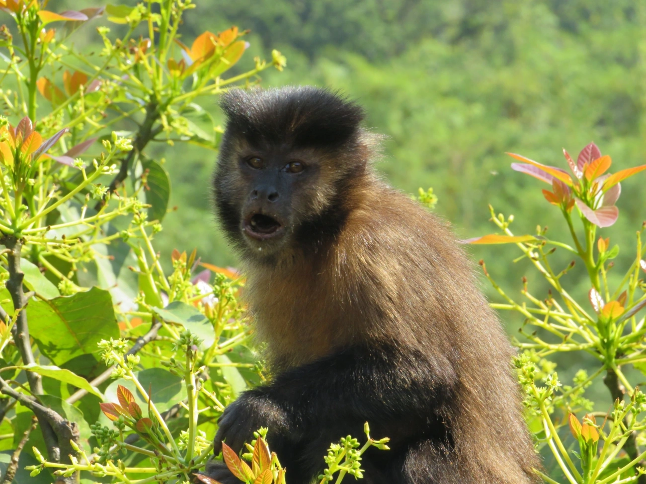 Macaco-prego-preto (Sapajus nigritus), mamíferos, fotografado em São Sebastião