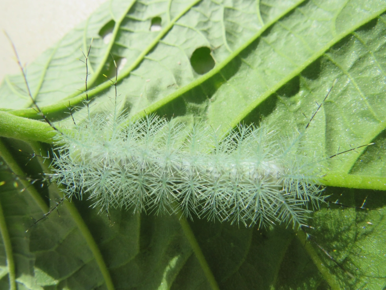 Hemileucinae, insetos, fotografado em Maresias, São Sebastião