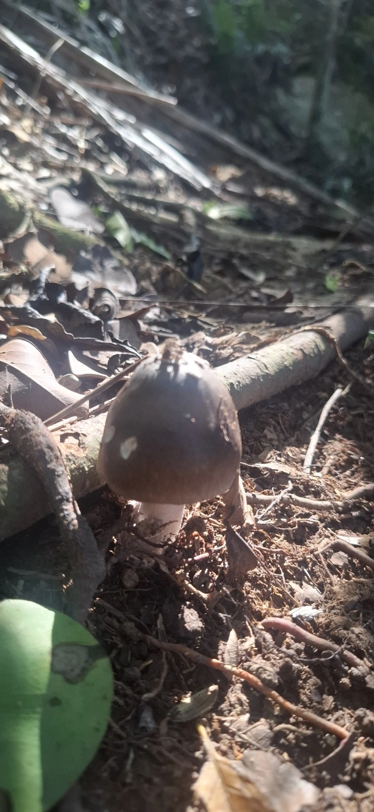 Amanita sect. Vaginatae (Vaginatae), fungos, fotografado em Jabaquara, Ilhabela