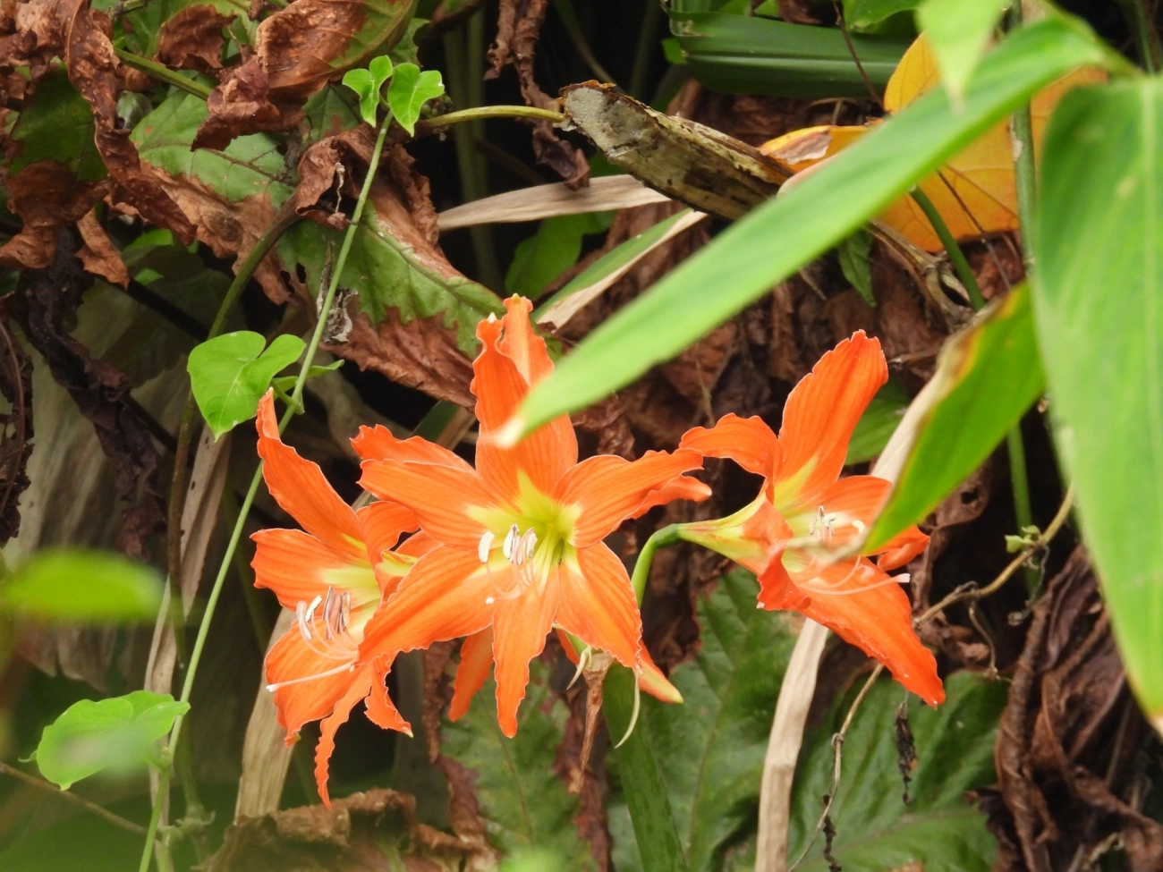 Amarílis (Hippeastrum puniceum), plantas, fotografado em Maresias, São Sebastião